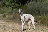 WHIPPET 134